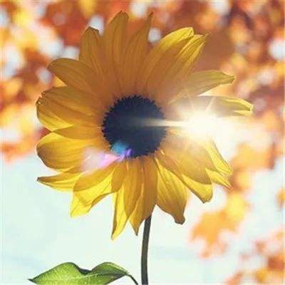 御龙战国公测版下载